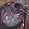 The Amazing Instant Slime Hag!