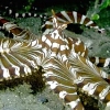 The amazing world of the great tentacled ones!