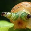 PARASITES! One of my most popular pages.
