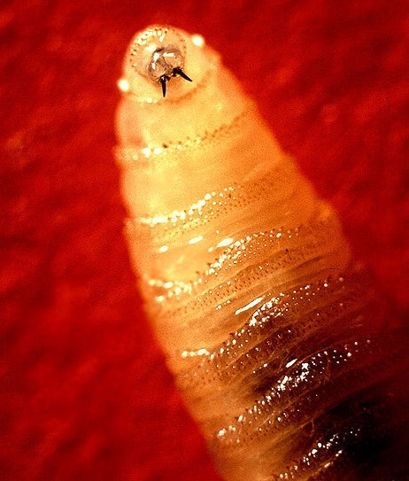 Parasites In The Human Body. out of the body in feces.