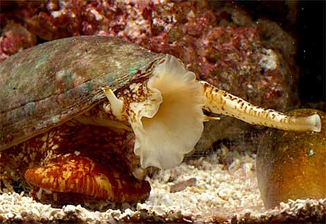 the lethal venom of the cone snail Add to the lethal list of box jelly fish, blue ringed octopus, fugu and the always popular great white shark, the beautiful but deadly cone snails cone snails are predatory animals, stinging . the lethal venom of the cone snail Add to the lethal list of box jelly fish, blue ringed octopus, fugu and the always popular great white shark, the beautiful but deadly cone snails cone snails are predatory animals, stinging .