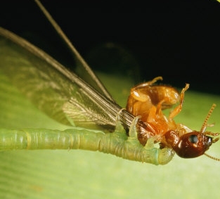 Плотоядные гусеницы Larvae-inchworm