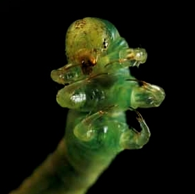 http://www.bogleech.com/nature/larvae-inchworm2.jpg