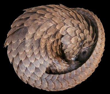 mammal-pangolin3.jpg