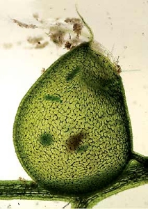 Photos by Thomas Lendl and Barr...