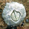 The COOLEST animals that DON'T MOVE!