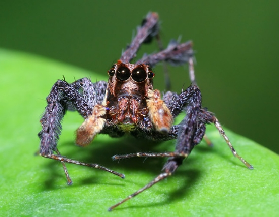 spider-portia.jpg