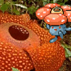Pokemon and Biology