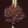 The site's editor made the spider/insect confusion, not me!