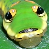 More insect and arachnid trivia than you can shake a swatter at