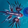 Interesting tidbits on marine life!