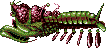 Giant mantis shrimp!!!