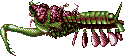 Giant mantis shrimp!!!