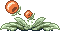 These plants are found in shallow water. Their explosive pods float on the surface.