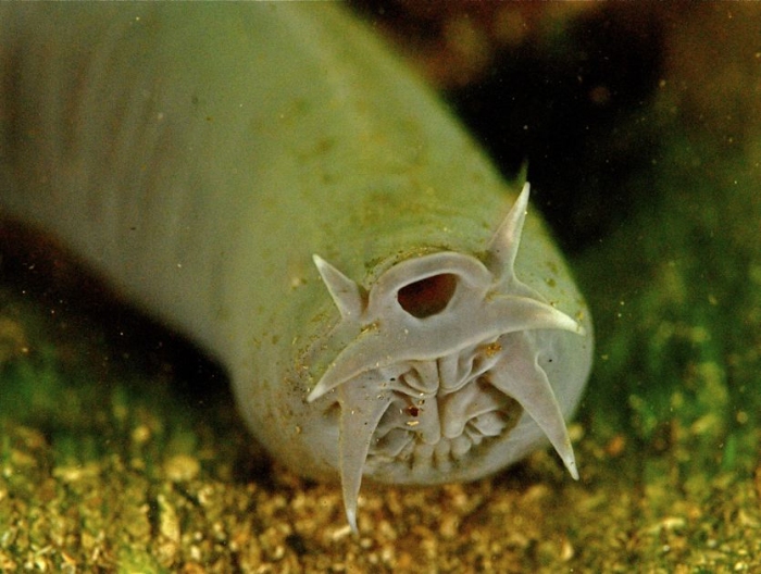 hagfish-nose.jpg